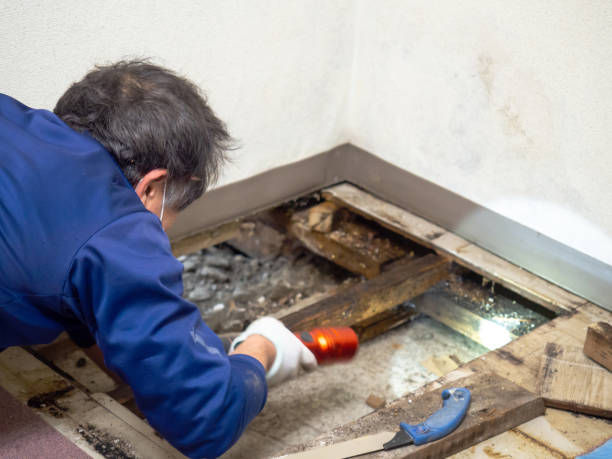 Best Mold Removal Process  in Decatur, MS