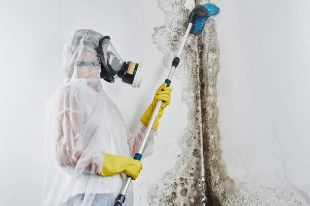 Mold Removal Process in Decatur, MS