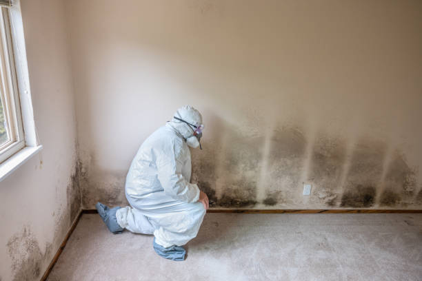 Best Professional Mold Removal  in Decatur, MS