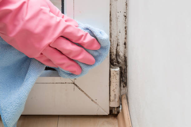 Best Attic Mold Removal  in Decatur, MS